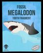 Real Fossil Megalodon Partial Tooth - 3" Size - Photo 3